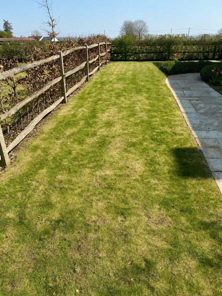 Lawn before treatment