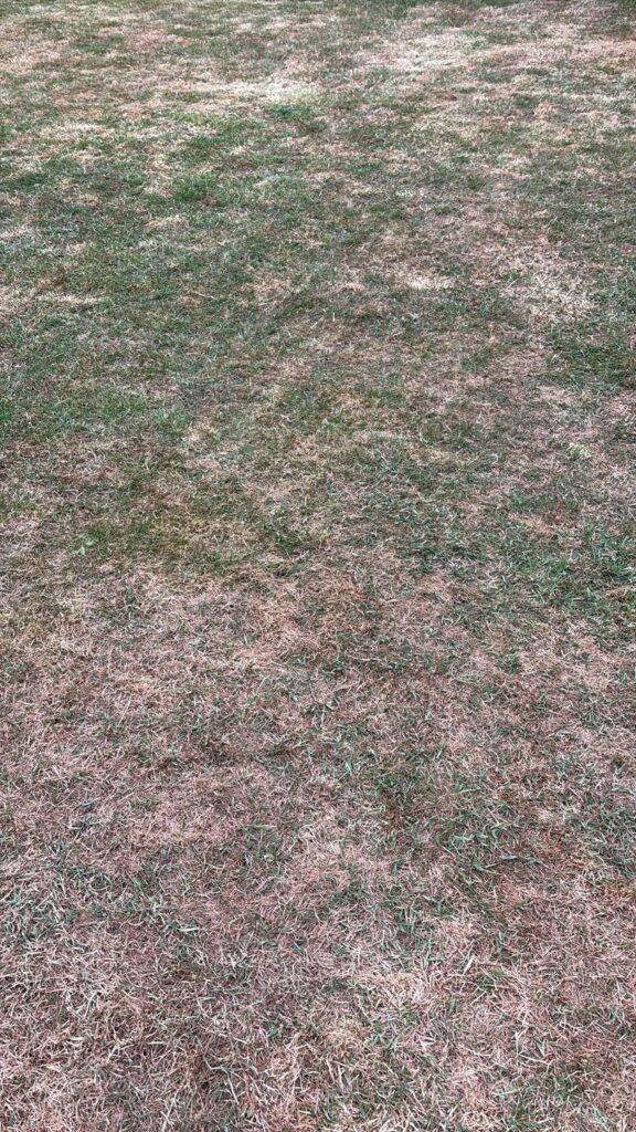 Lawn before treatment