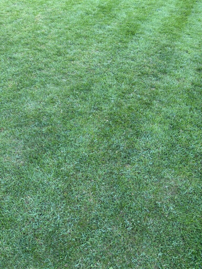 Lawn after treatment